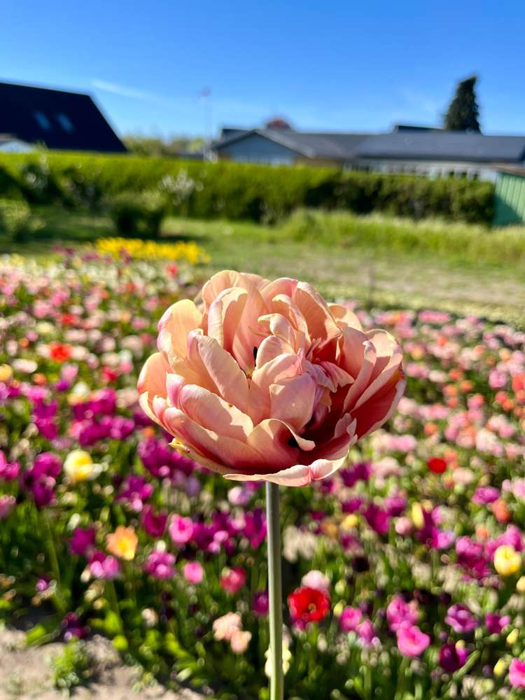 Tulpan 'La Belle Epoque'